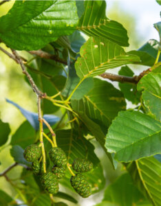 Alnus glutinosa - Aulne glutineux - feuillage