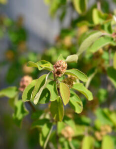 Amelanchier alnifolia Obelisk - Amélanchier à feuilles d'aulne - bouton de fleurs