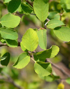 Amelanchier alnifolia Obelisk - Amélanchier à feuilles d'aulne - feuillage