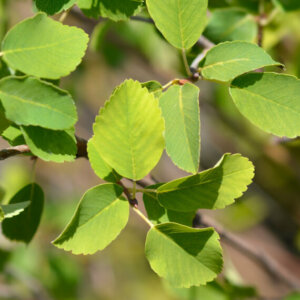 Amelanchier alnifolia Obelisk - Amélanchier à feuilles d'aulne - feuillage