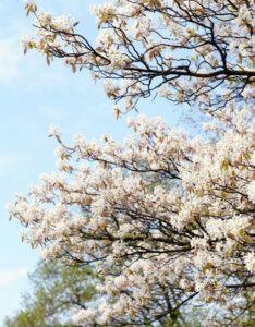 Amelanchier lamarckii - Amélanchier de Lamarck - Vue d'ensemble