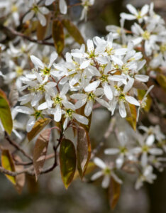 Amelanchier lamarckii - Amélanchier de Lamarck - fleurs