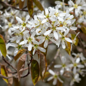 Amelanchier lamarckii - Amélanchier de Lamarck - fleurs