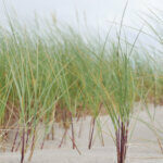 Ammophila arenaria - Oyat des sables - feuillage