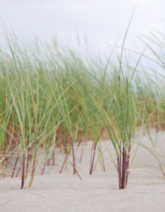 Ammophila arenaria - Oyat des sables - feuillage