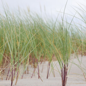 Ammophila arenaria - Oyat des sables - feuillage