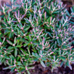 Andromeda polifolia Blue Ice - Andromède à feuilles de Podium - feuillage et boutons de fleurs