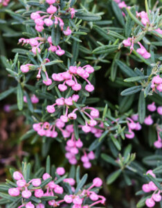 Andromeda polifolia Blue Ice - Andromède à feuilles de Podium - fleurs