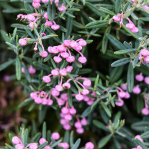 Andromeda polifolia Blue Ice - Andromède à feuilles de Podium - fleurs