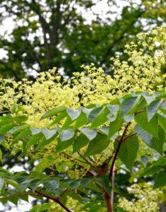 Aralia elata - Angélique du Japon - feuillage et fleurs