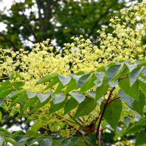 Aralia elata - Angélique du Japon - feuillage et fleurs