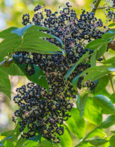 Aralia elata - Angélique du Japon - fructification