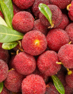 Arbutus unedo - Arbousier - Arbre à fraises - Fructification