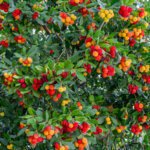 Arbutus unedo - Arbousier - Arbre à fraises - vue d'ensemble