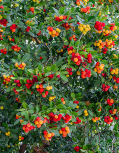 Arbutus unedo - Arbousier - Arbre à fraises - vue d'ensemble