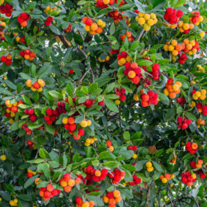 Arbutus unedo - Arbousier - Arbre à fraises - vue d'ensemble