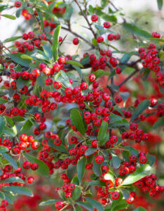 Aronia arbutifolia Brilliant - Aronie à feuilles d'arbousier - fructification