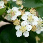 Aronia arbutifolia Brilliant - Aronie à feuilles d'arbousier - fleurs et feuillage