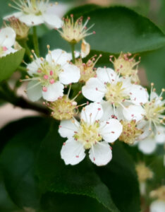 Aronia arbutifolia Brilliant - Aronie à feuilles d'arbousier - fleurs et feuillage