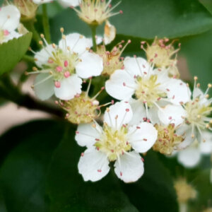 Aronia arbutifolia Brilliant - Aronie à feuilles d'arbousier - fleurs et feuillage