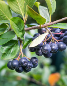 Aronia melanocarpa - Aronie à fruits noirs - feuillage et fructification