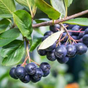 Aronia melanocarpa - Aronie à fruits noirs - feuillage et fructification