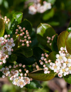 Aronia melanocarpa - Aronie à fruits noirs - floraison