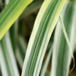 Arundo donax Ely - Canne de Provence panachée naine - feuillage