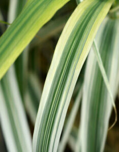 Arundo donax Ely - Canne de Provence panachée naine - feuillage