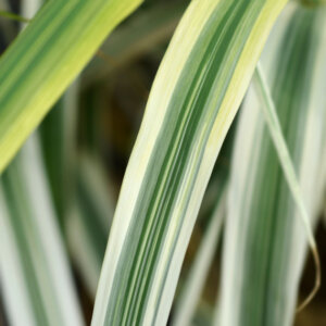 Arundo donax Ely - Canne de Provence panachée naine - feuillage