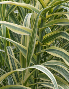 Arundo donax Ely - Canne de Provence panachée naine - Canne