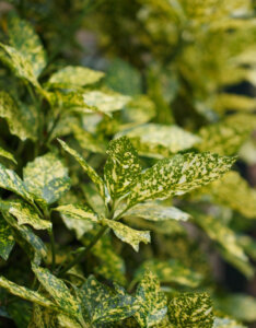 Aucuba japonica Crotonifolia - Laurier du Japon - feuillage