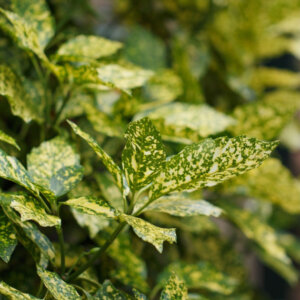 Aucuba japonica Crotonifolia - Laurier du Japon - feuillage