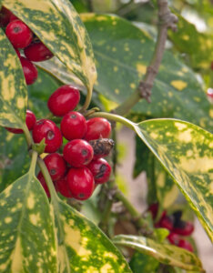 Aucuba japonica Crotonifolia - Laurier du Japon - fructification