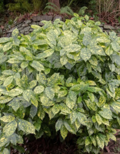 Aucuba japonica Crotonifolia - Laurier du Japon - Vue d'ensemble