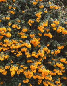 Berberis darwinii - Epine-vinette de Darwin - vue d'ensemble