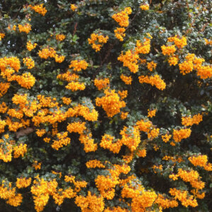 Berberis darwinii - Epine-vinette de Darwin - vue d'ensemble