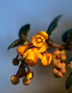 Berberis darwinii - Epine-vinette de Darwin - Fleur