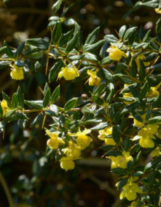 Berberis frikartii Amstelveen - Epine-vinette de Frikart - floraison et feuillage