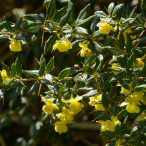 Berberis frikartii Amstelveen - Epine-vinette de Frikart - floraison et feuillage