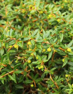 Berberis frikartii Amstelveen - Epine-vinette de Frikart - bouton de fleur