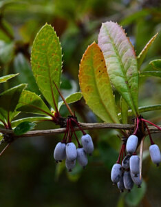 Berberis julianae - Epine-vinette de Saint Julien - fructification