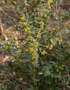 Berberis julianae - Epine-vinette de Saint Julien - Vue d'ensemble