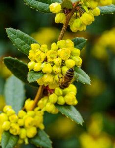 Berberis julianae - Epine-vinette de Saint Julien - floraison et feuillage