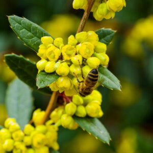 Berberis julianae - Epine-vinette de Saint Julien - floraison et feuillage