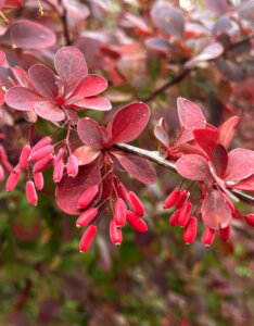 Berberis ottawensis Superba - Epine-vinette - fructification