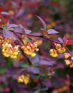 Berberis ottawensis Superba - Epine-vinette - floraison et feuillage
