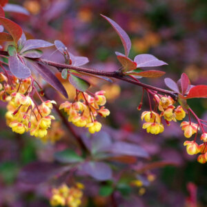Berberis ottawensis Superba - Epine-vinette - floraison et feuillage