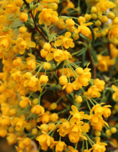 Berberis stenophylla - Epine-vinette à feuilles étroites - fleurs