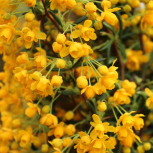 Berberis stenophylla - Epine-vinette à feuilles étroites - fleurs